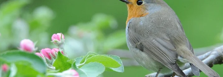 Ein Rotkehlchen auf einem blühenden Ast